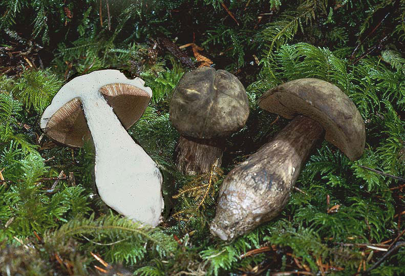 Tylopilus pseudoscaber